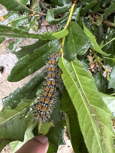 Texas Buck Moth photo 5