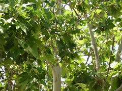Platanus occidentalis