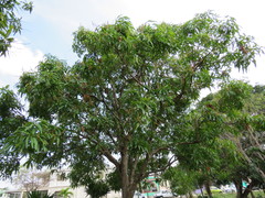Ficus