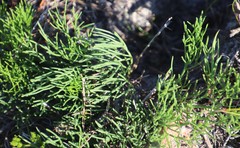 Nanobubon strictum