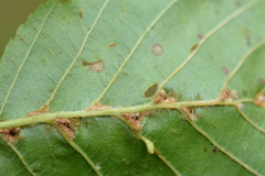 Aceria nalepai