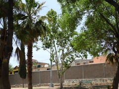 Platanus occidentalis