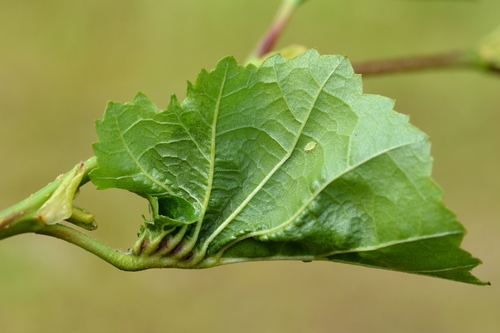 Dasineura tortilis