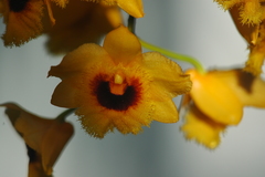 Dendrobium fimbriatum
