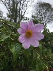 Dahlia imperialis