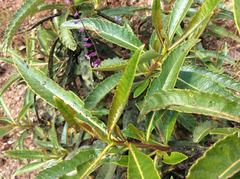 Streptanthus glandulosus pulchellus