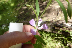Clarkia delicata