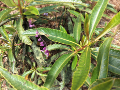 Streptanthus glandulosus pulchellus