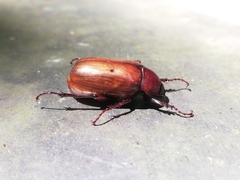 Cyclocephala melanocephala