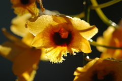 Dendrobium fimbriatum