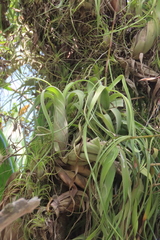 Tillandsia flexuosa image