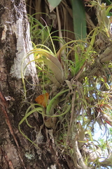 Tillandsia flexuosa image