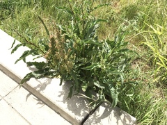 Rumex crispus fauriei