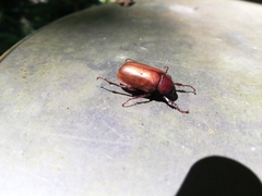Cyclocephala melanocephala