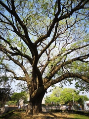 Enterolobium cyclocarpum