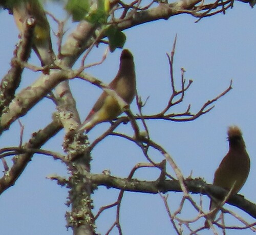 Cedar Waxwing photographed in Florida