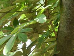Pourouma cecropiifolia