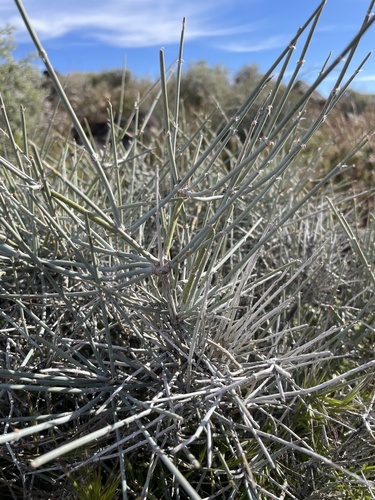 Death Valley jointfir (Ephedra funerea)