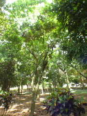 Pourouma cecropiifolia