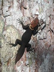 Uracentron flaviceps