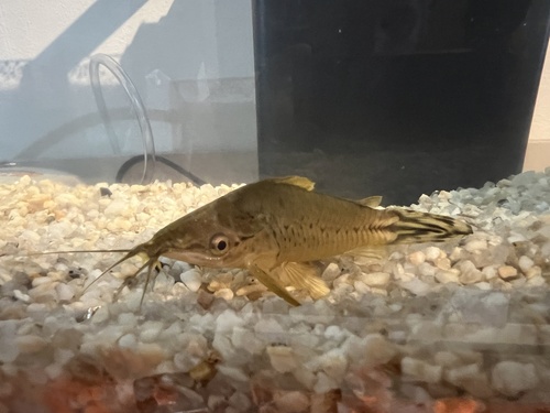Flagtail catfish (Dianema urostriatum) — Callichthyidae — 3