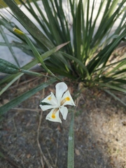 Dietes iridioides