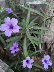 Ruellia simplex