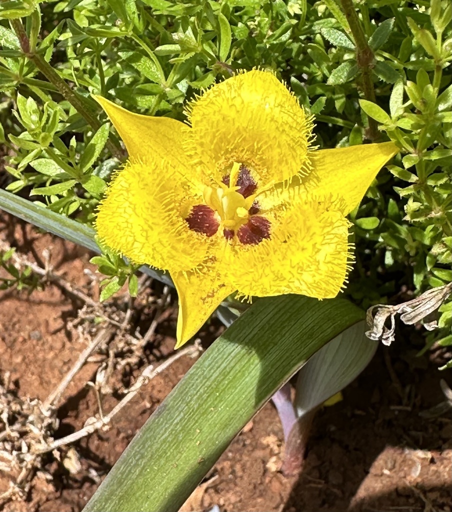 Yellow Star-tulip