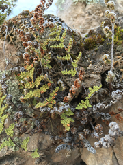 Myriopteris fendleri