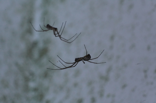 Filmy Dome Spider photo 3