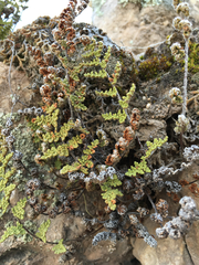 Myriopteris fendleri