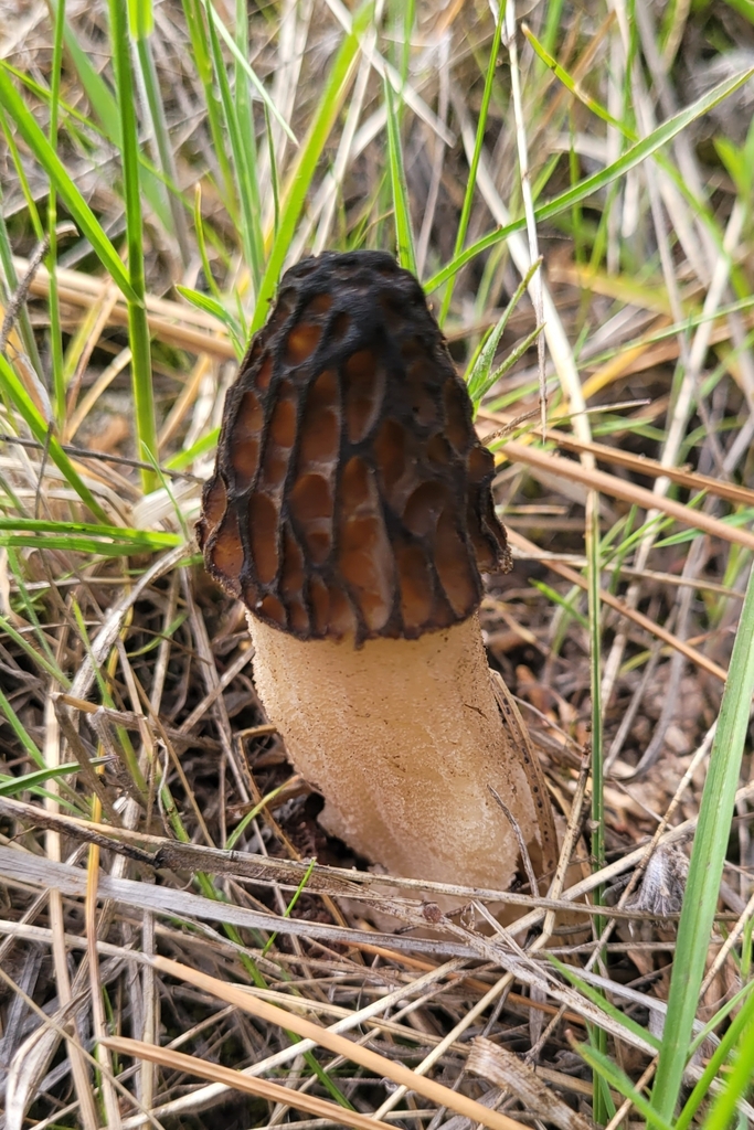 Black Morels from Greenville, CA 95947, USA on April 16, 2024 at 0405 PM by Skyler Carlson