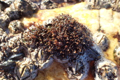 Gelidium pristoides