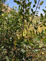 Fraxinus dipetala