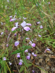 Collinsia