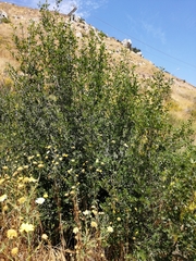 Fraxinus dipetala