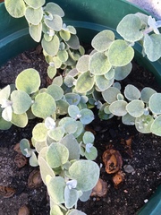 Helichrysum petiolare