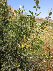 Fraxinus dipetala