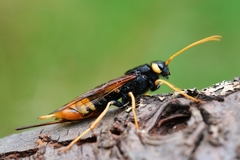 Urocerus gigas