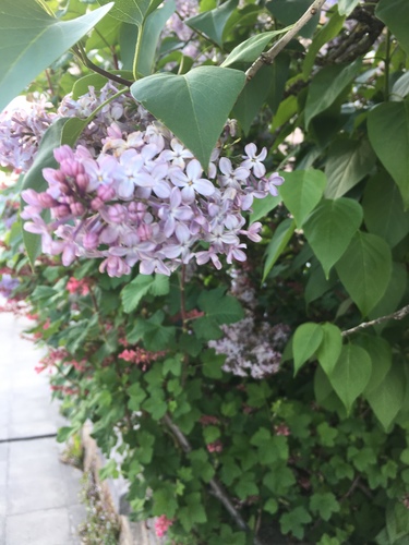 Syringa nuotrauka