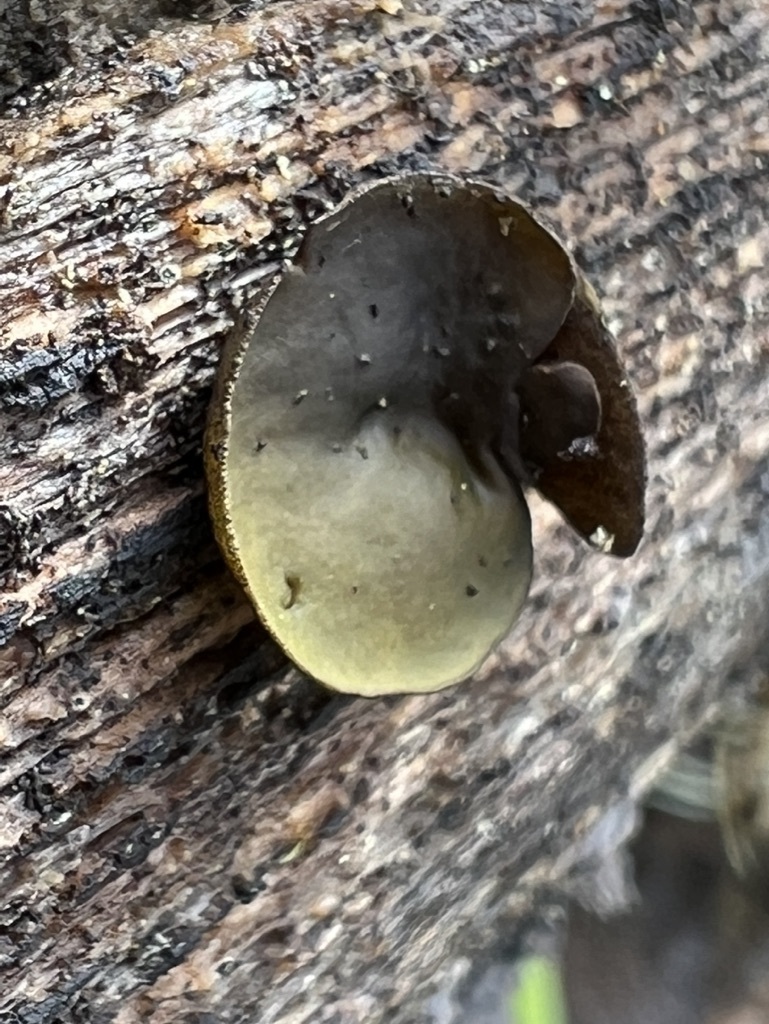 Diplocarpa sp. 'PNW02'