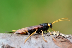 Urocerus gigas