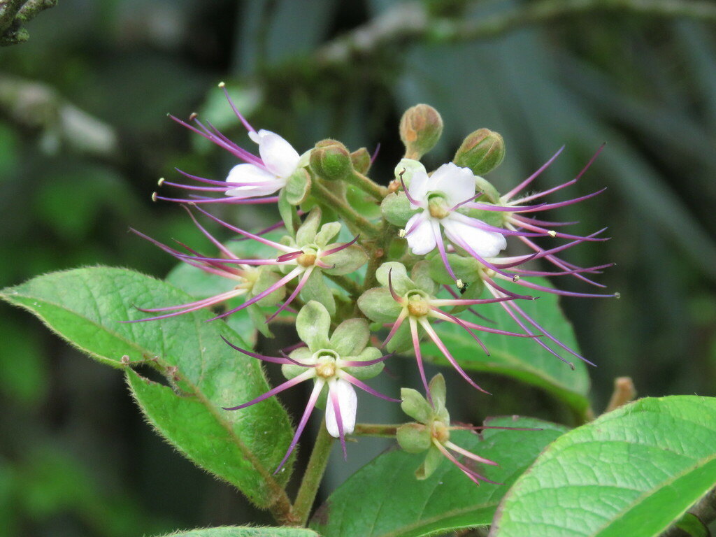 Hirtella hebeclada
