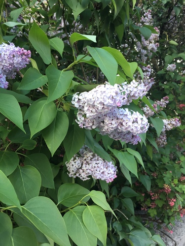 Syringa nuotrauka