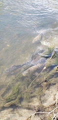 Cyprinus carpio