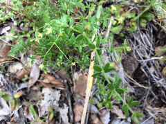 Galium porrigens porrigens