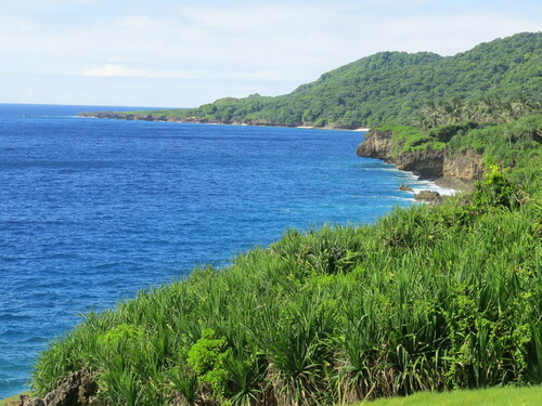 Christmas Island Pandanus (Pandanus christmatensis)