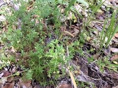 Galium porrigens porrigens