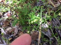 Galium porrigens porrigens