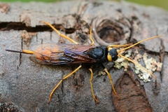 Urocerus gigas